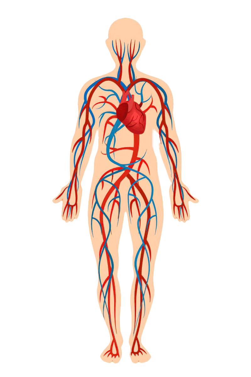 Krevní oběh