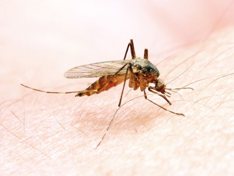Nebezpečí komářího štípnutí