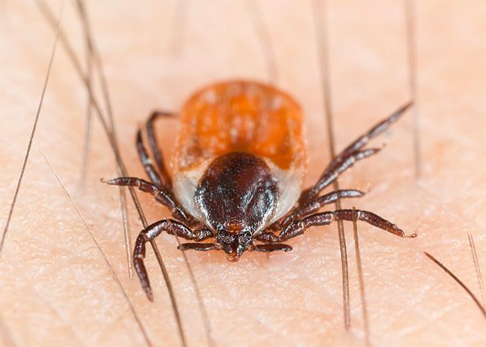 Nebezpečí klíšťat